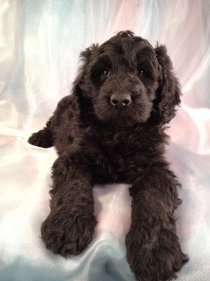 Female Giant Schnoodle puppy for sale #2 is Priced less than Most Giant Schnoodle puppies for sale in North Carolina|Giant Schnoodle Breeder
